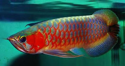 arowana super red