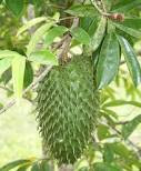 7 Benefits of Fruit Soursop 7 Benefits of Fruit Soursop