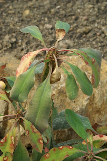 Euphorbia leuconeura 