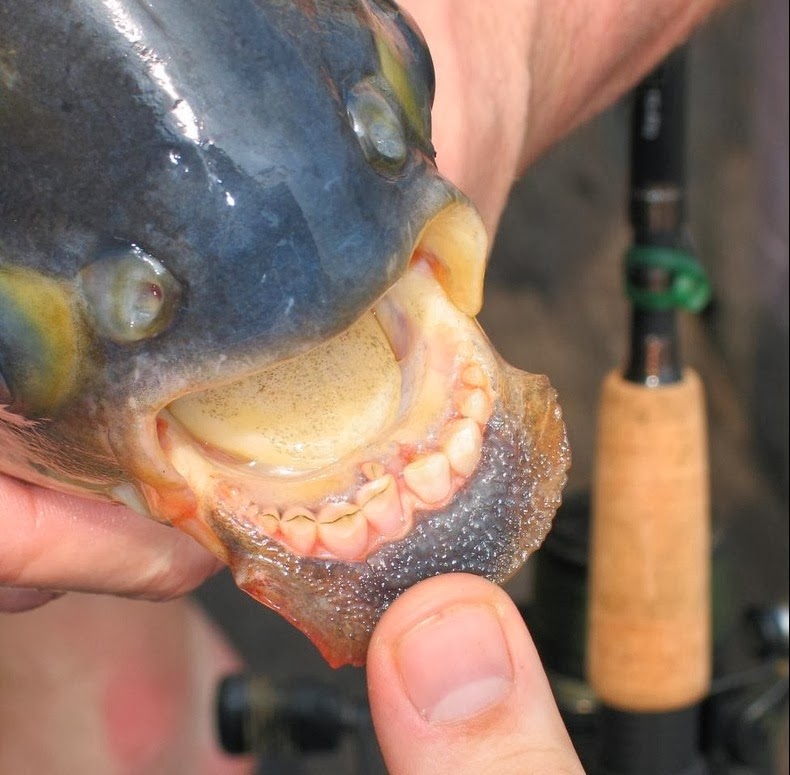 pacu-fish-1