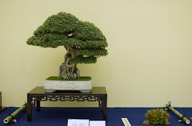 Epic Bonsai on display at Taikan Ten exhibition in Kyoto Japan