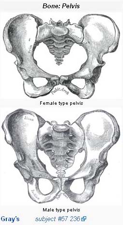 Mengapa Pelvis Pada Pria  dan  Wanita  Berbeda Bentuk dan  