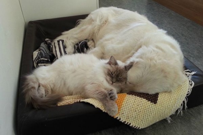 20 cats who totally had a crush on dogs