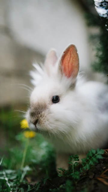 Free White Rabbit, Fluffy, Cute Wallpaper