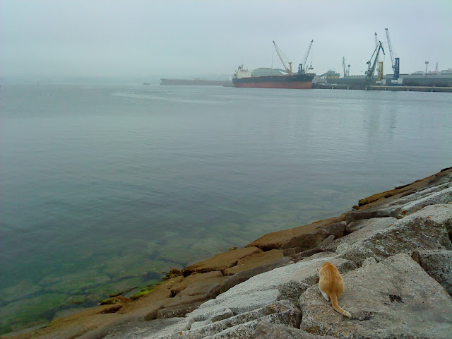 by E.V.Pita....Stray cats in the port of Corunna (Galicia, Spain) /  por E.V.Pita....Gatos callejeros en el puerto de A Coruña / por E.V.Pita....Gatos no porto da Coruña