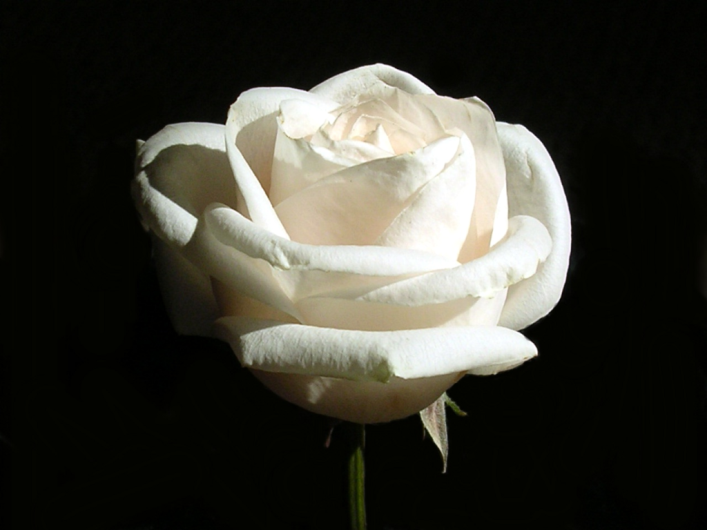 Kopi Hangat: Foto Bunga Mawar yang Cantik