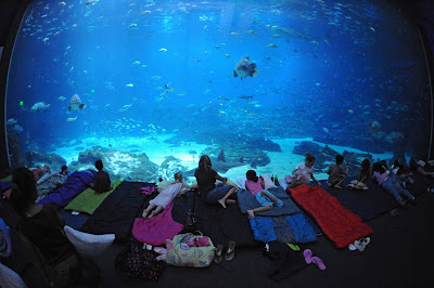 Georgia Aquarium Seen On www.coolpicturegallery.us