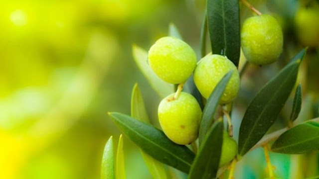 the origion of the olive tree is the Mediterrian region and has been sent to other places in the world.The olive has sodium, vitamin A and E, iron and ... .