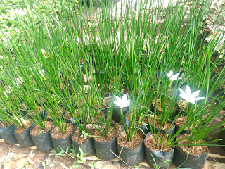 Jual Pohon Kucai Lily | Kucai Tulip | Kucai Bunga | Pohon Kucai | Tanaman Pengganti Rumput | Tanaman List | Tanaman Hias | Pohon Bunga | Aneka Tanaman Hias