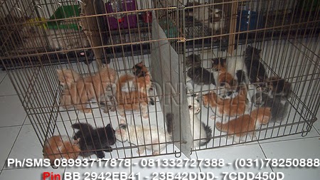 Hamster Dan Kucing Persia Murah Surabaya: 07/01/2014 - 08 