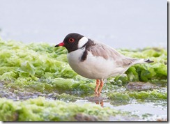 Hooded Plover