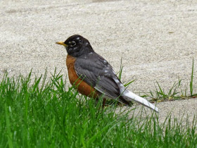 mottled robin