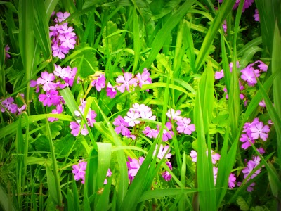 田島ヶ原のさくら草