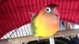 MENGENAL KARAKTER BURUNG LOVEBIRD UNTUK LOMBA