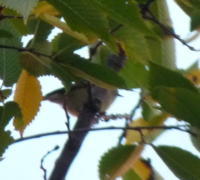 goldfinch