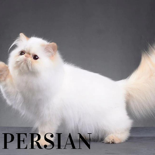 Persian