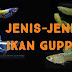 Jenis-Jenis Ikan Guppy