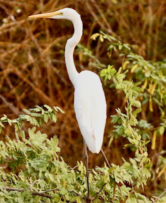 "Great Egret Casmerodius albus, standing tall along a dried up stream."