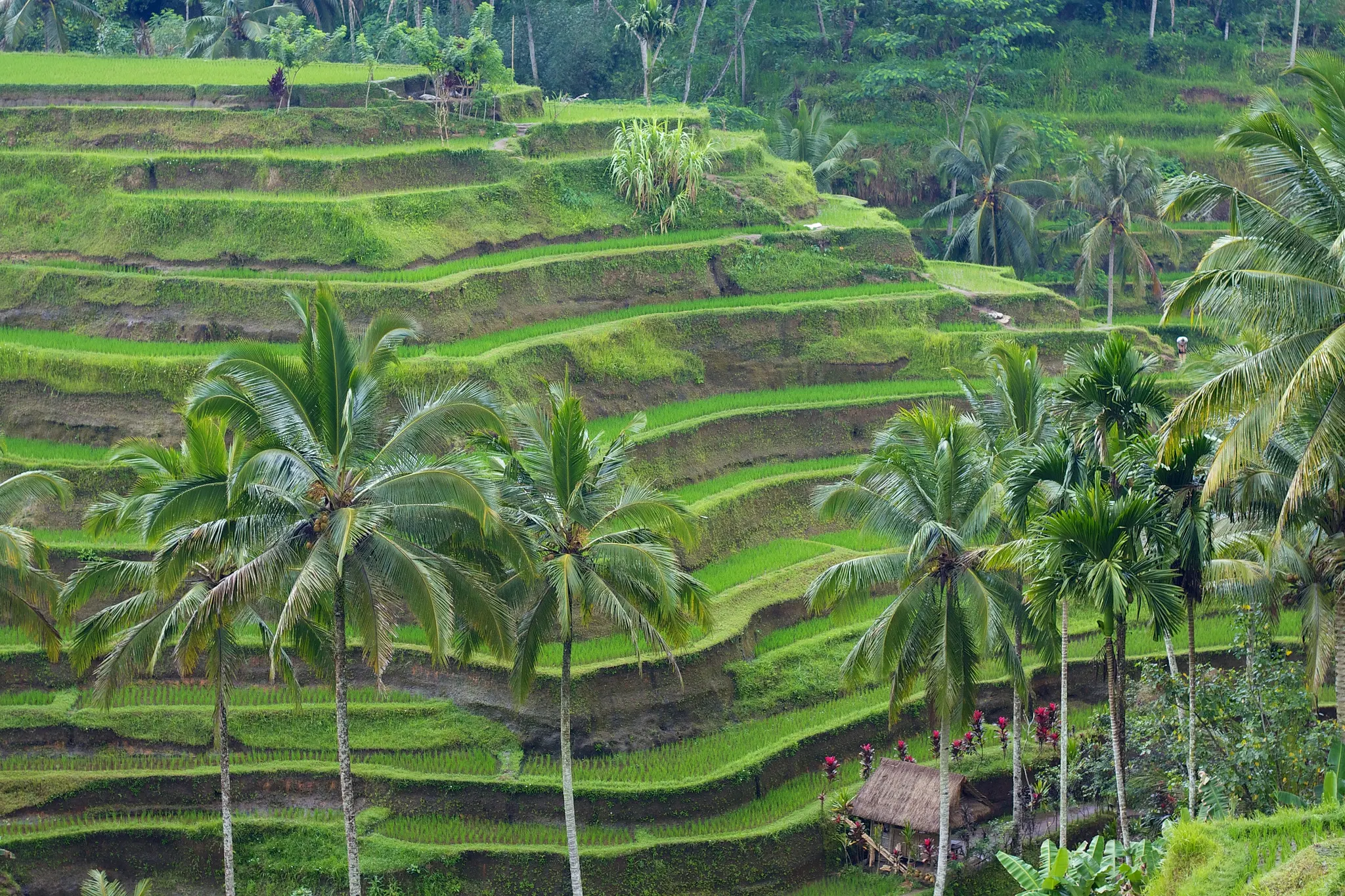 Tegallalang Bali