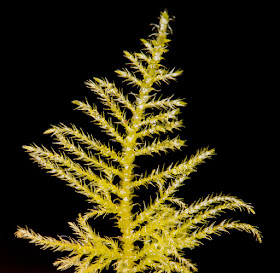 Kindbergia praelonga, Common Feather-moss.  Keston Common, 3 March 2016