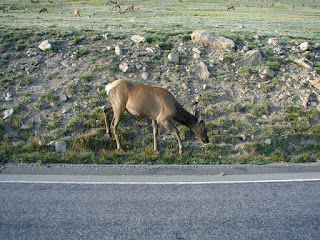Elk grazing on road shoulder.  Rocky Mountain National Park