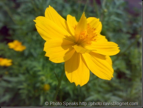 yellow_flower_2