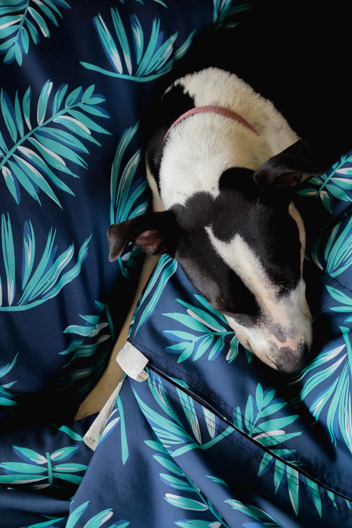 tropical beanbag with dog