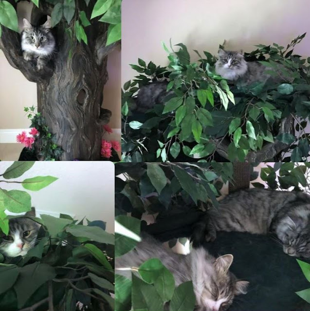  Unique Cat Trees - Ultimate Cat Tree