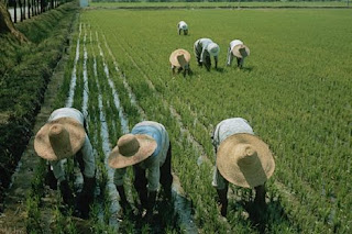 Resultado de imagen de agricultura subsistencia