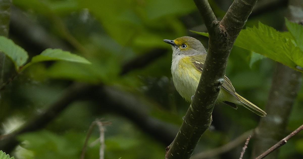 BC Uncommon Chicken Alert: RBA: WHITE-EYED VIREO in Ucluelet