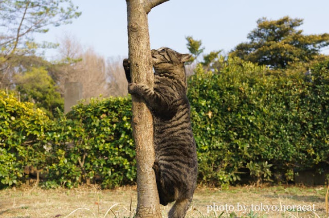 野良猫画像