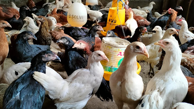 Panduan Lengkap Budidaya Ayam Joper yang Sukses