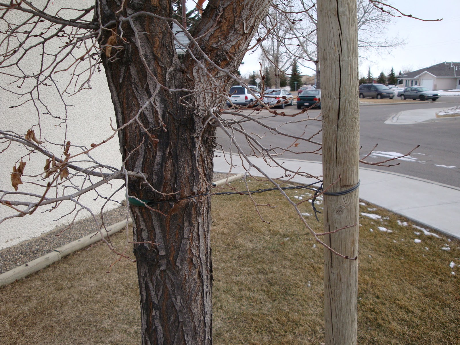 Remove tree stakes within 18 months following planting to prevent ...