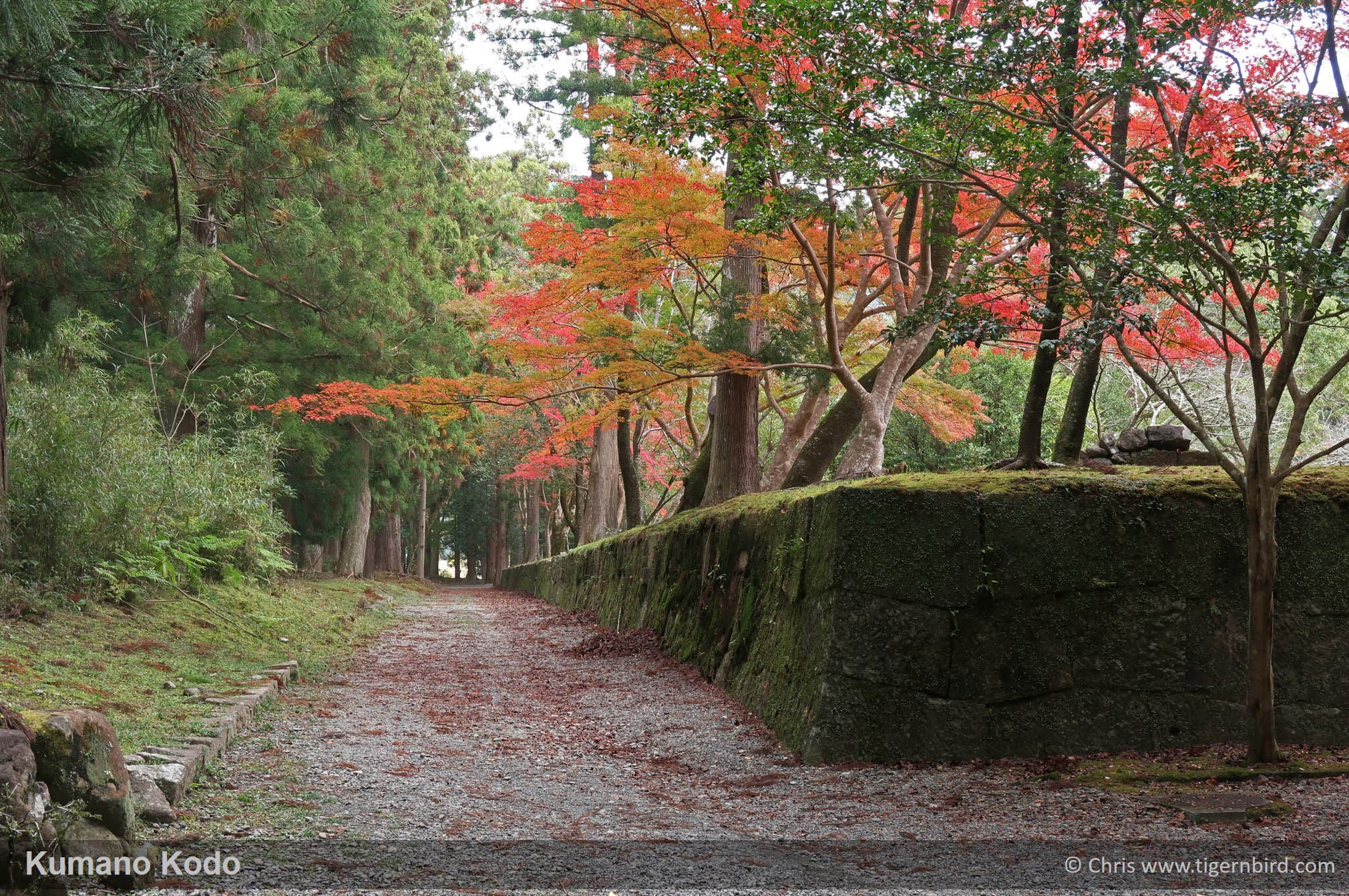 Mossy wall next to gravel trail beneath trees adorned with autumn leaves in Kumano, Japan