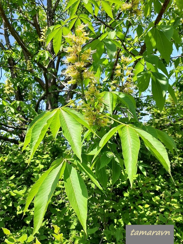 Конский каштан голый / Конский каштан гладкий (Aesculus glabra)