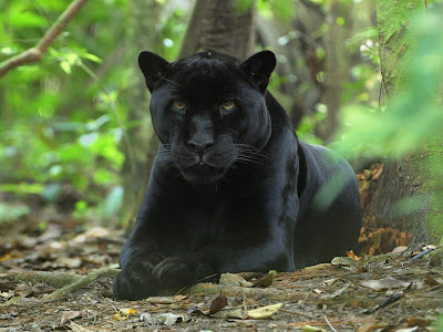 black leopard panther