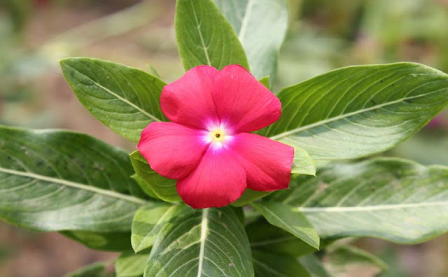 Vinca Flowers Pictures