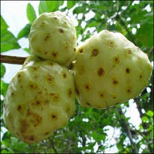 EL NONI ES BUENO PARA LA SALUD tipsparanuestrasalud.blogspot.com