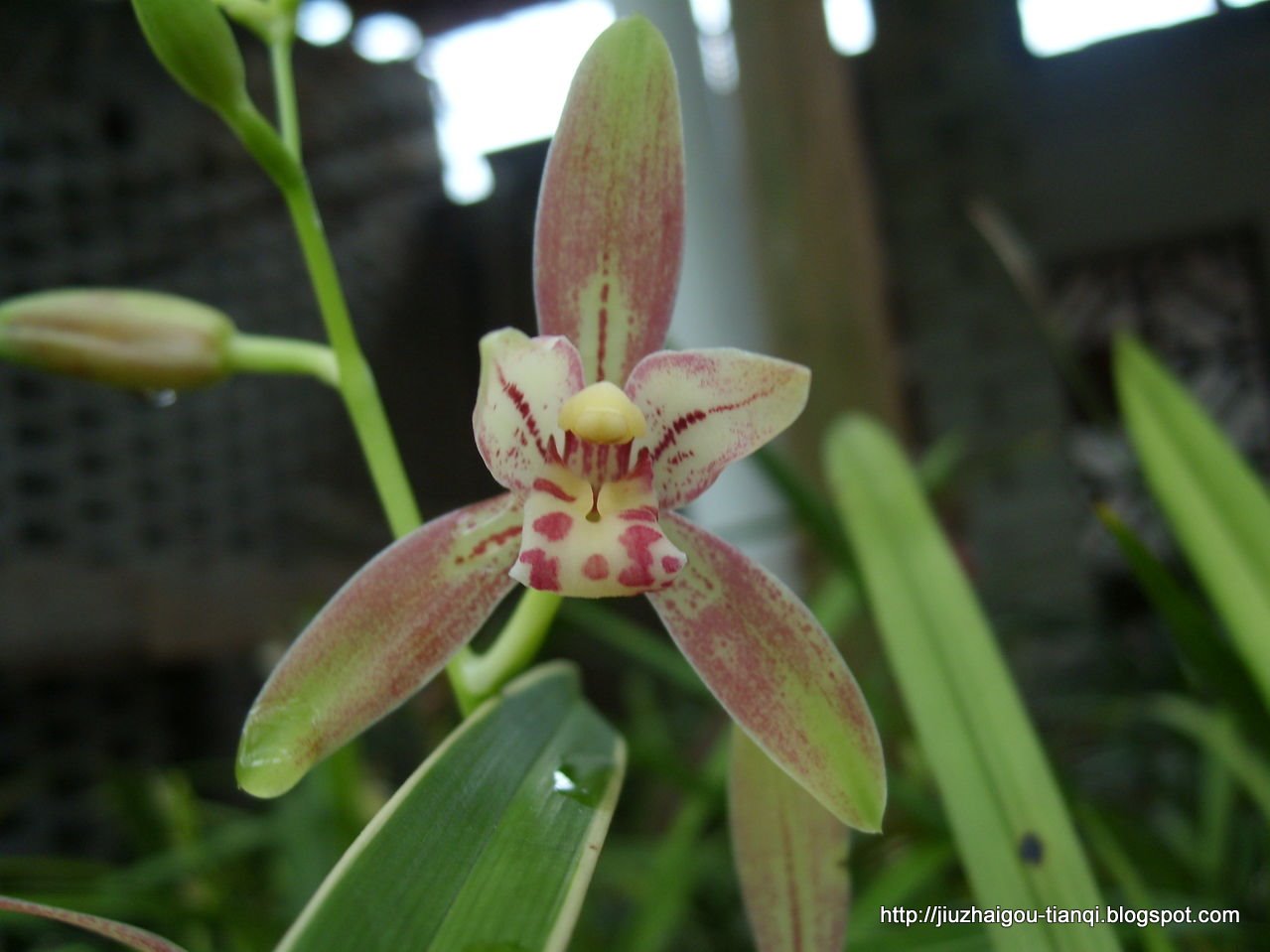 兰花 花:hua-09020112234341