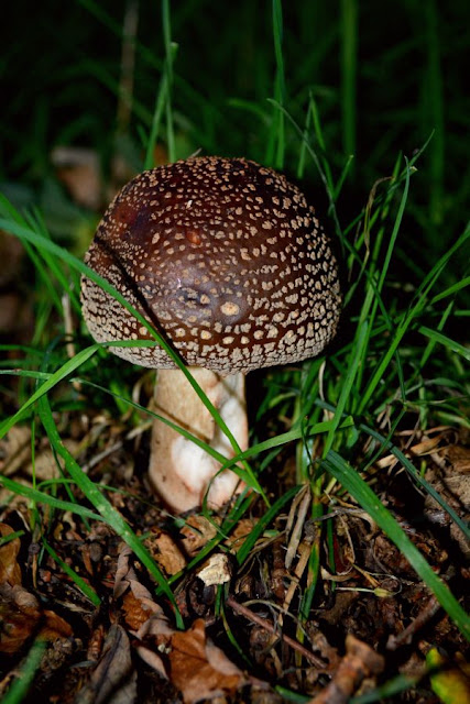 Wild mushrooms growing in the woods and Autumn leaves