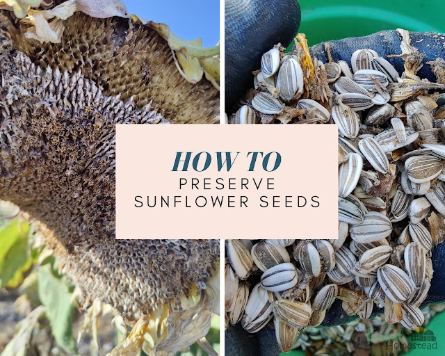 Learn How to Harvest Sunflower Seeds for Planting