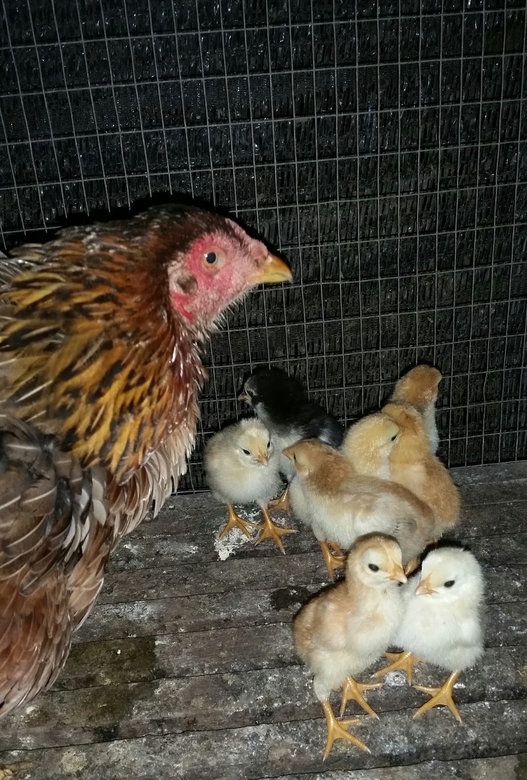Warisan Petani Anak  Ayam  Kampung 