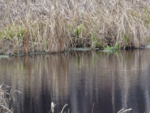 pattern in water