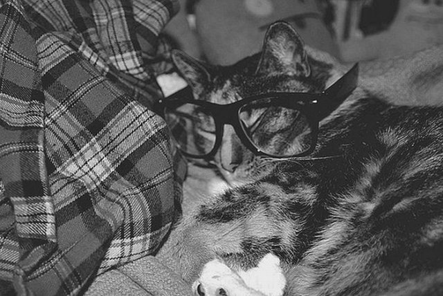 Amazing Funny Cats Wearing Glasses Seen On www.coolpicturegallery.us