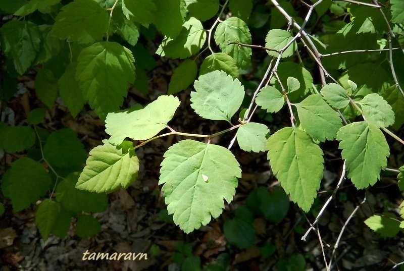 Смотрите также тему:  Спирея уссурийская / Таволга уссурийская (Spiraea ussuriensis)