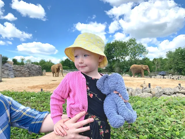 Toddler with her blue Jellycat elephant in front of elephants at Colchester zoo