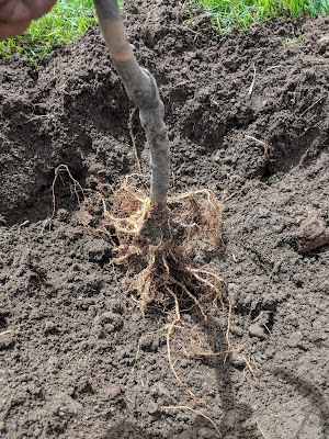 1 Inch Bare Root Fruit Tree