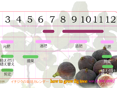 √100以上 育て方 いちじく 木 294461