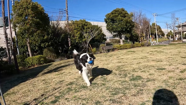 保護犬 ボーダーコリー トーマ