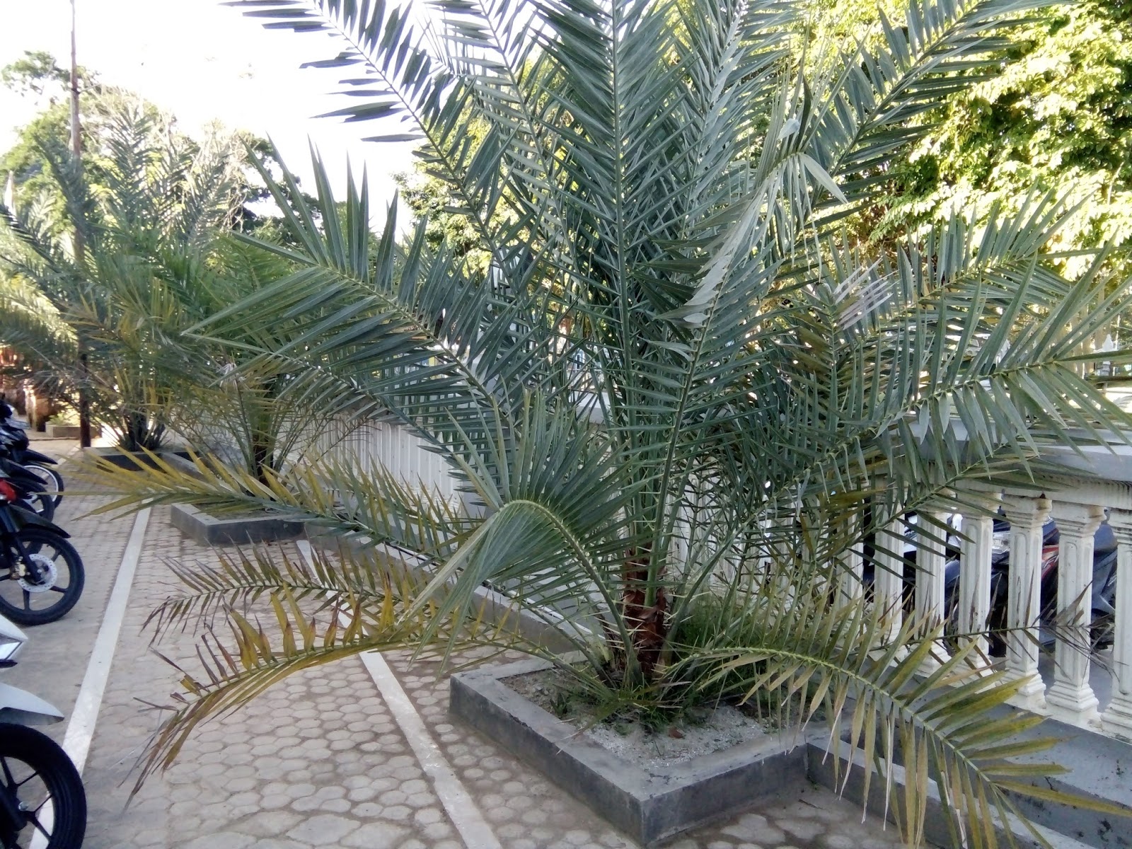  Pohon  Kurma  Tumbuh Subur Di Depan Masjid Jami Sangkapura 